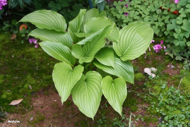 hosta